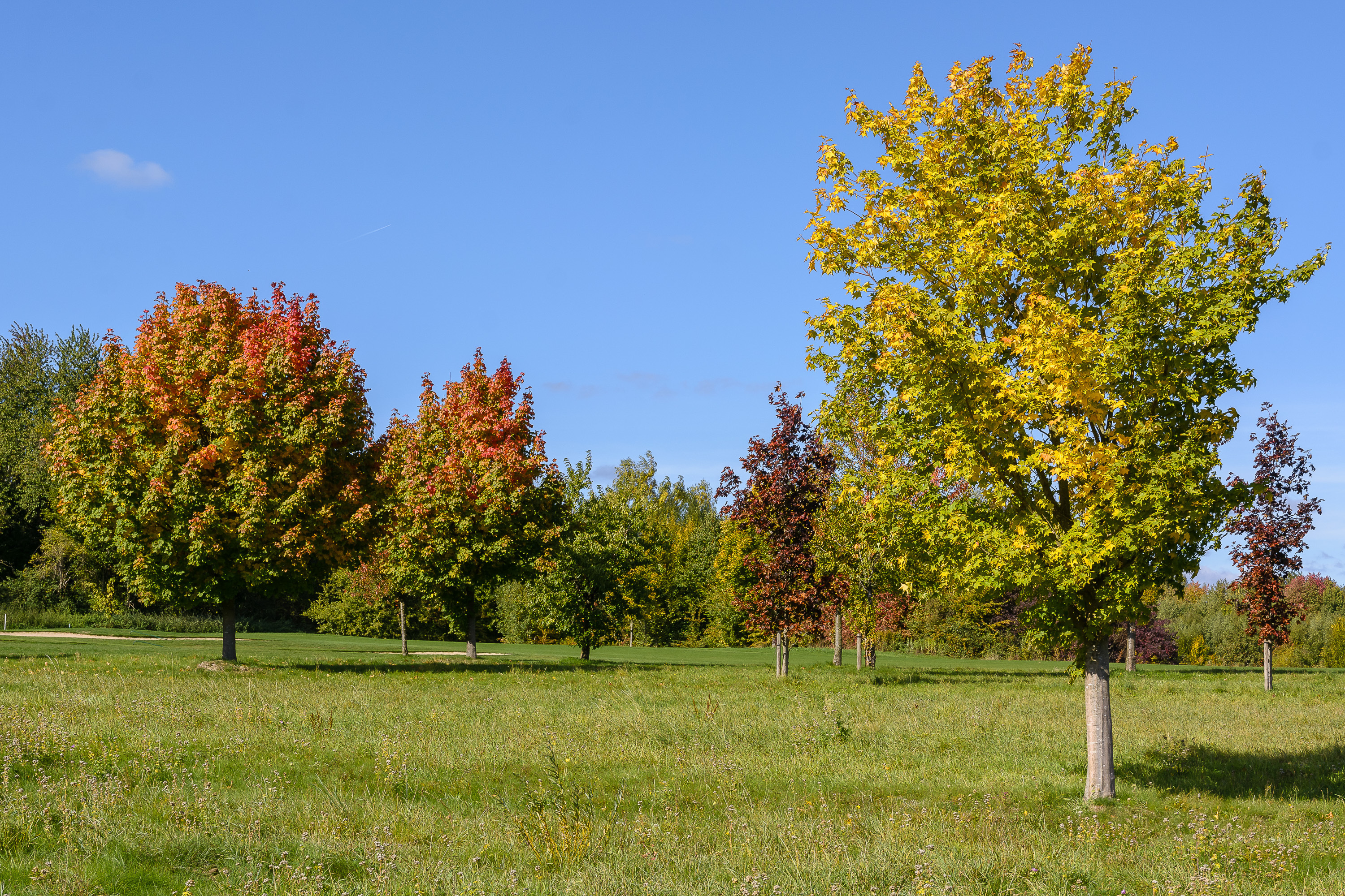 Auf dem Golfplatz in Castrop-Rauxel Frohlinde