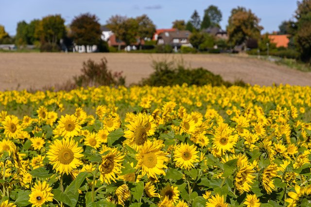 Sonnenblumenfeld in Castrop-Rauxel Merklinde