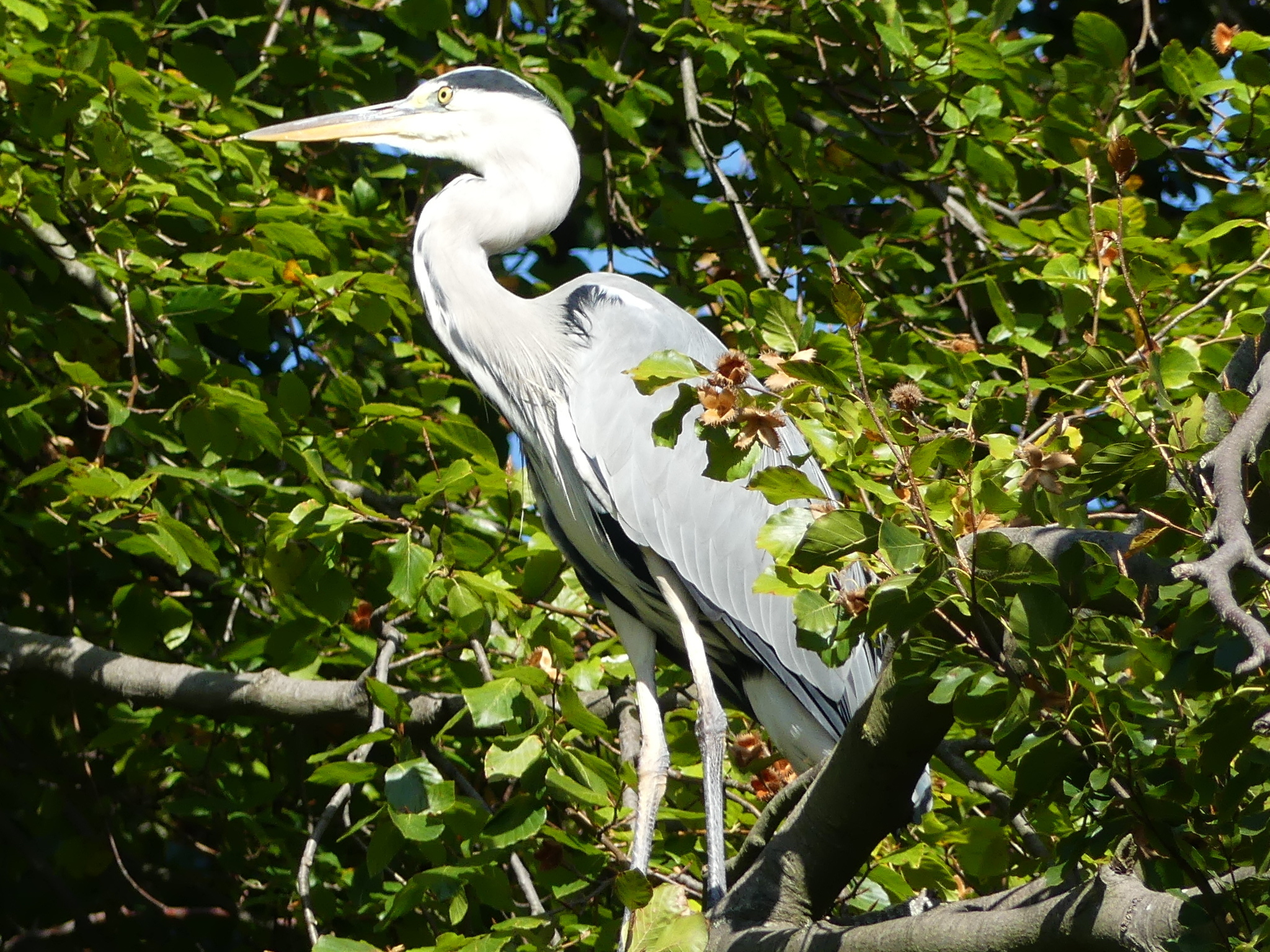 Fischreiher am Rhein