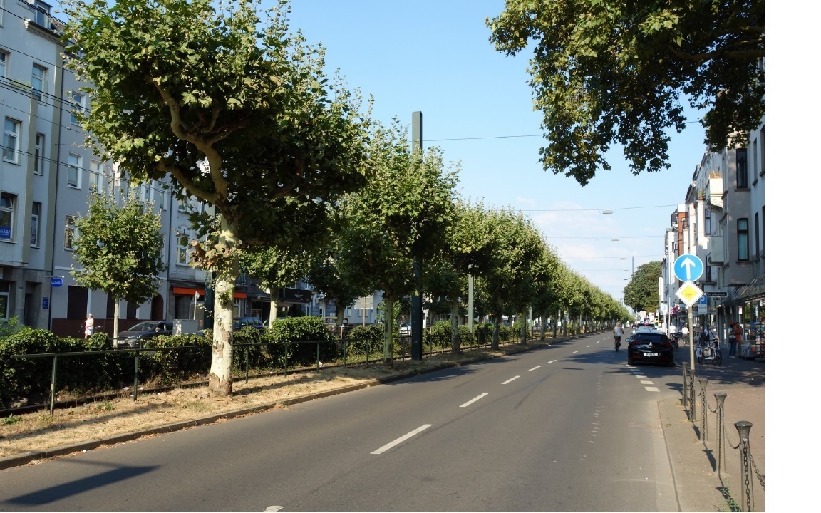 Luegallee Bestand mit mittigem Grünstreifen und durchgängiger Allee aus geschnittenen Platanen
