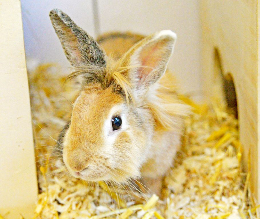 Wer nimmt die süße Schubidu bei sich auf? Foto: Tierheim Essen
