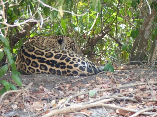 ruhendes Jaguar Weibchen