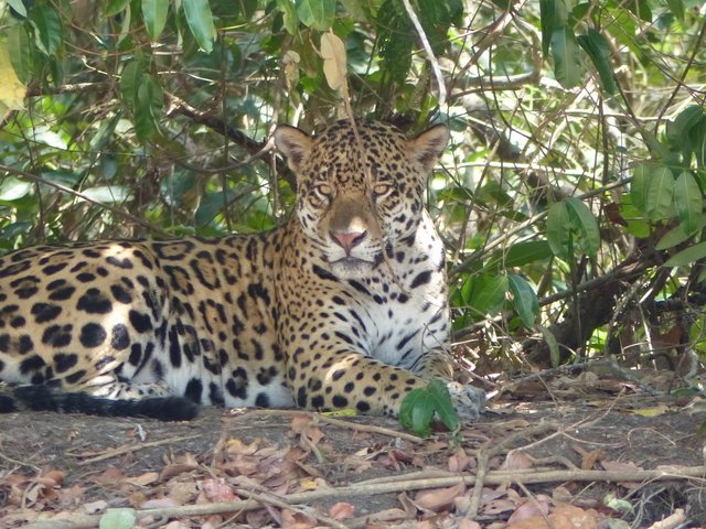 eher gelangweilt verfolgt das Jaguar Weibchen das Treiben
