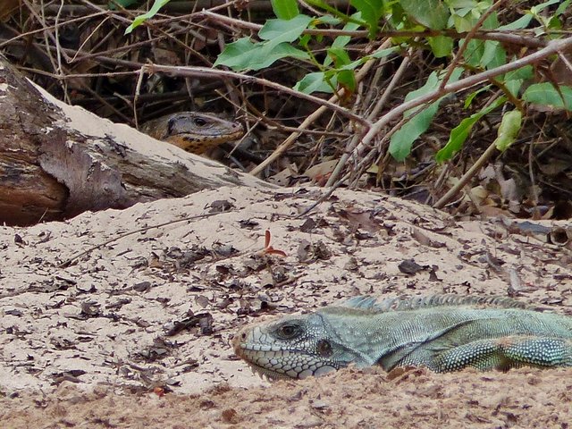 ein Tegu beobachtet einen Leguan, der im Sand Eier legen könnte, die der Tegu dann fressen würde
