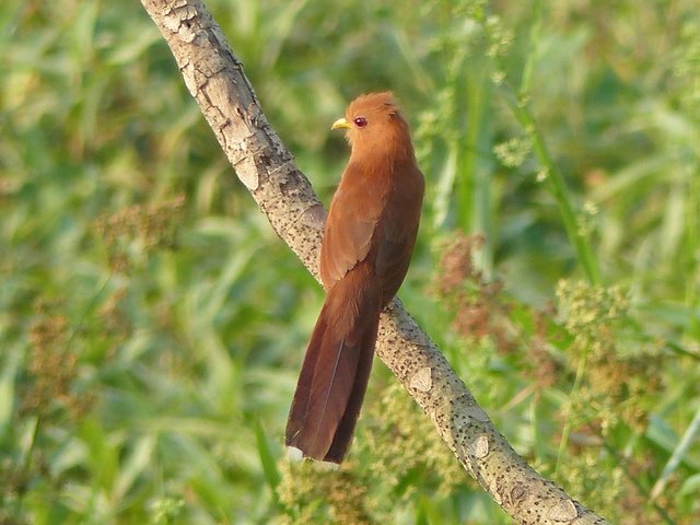 Rötelkuckuck, ein Bonbon am Straßenrand bei der Rückfahrt zur Lodge