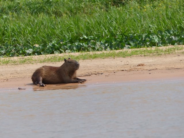 ein Capybara, weltgrößtes Nagetier, von daher ist der alternative Name Wasserschwein irreführend