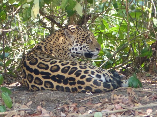 ruhendes Jaguar Weibchen