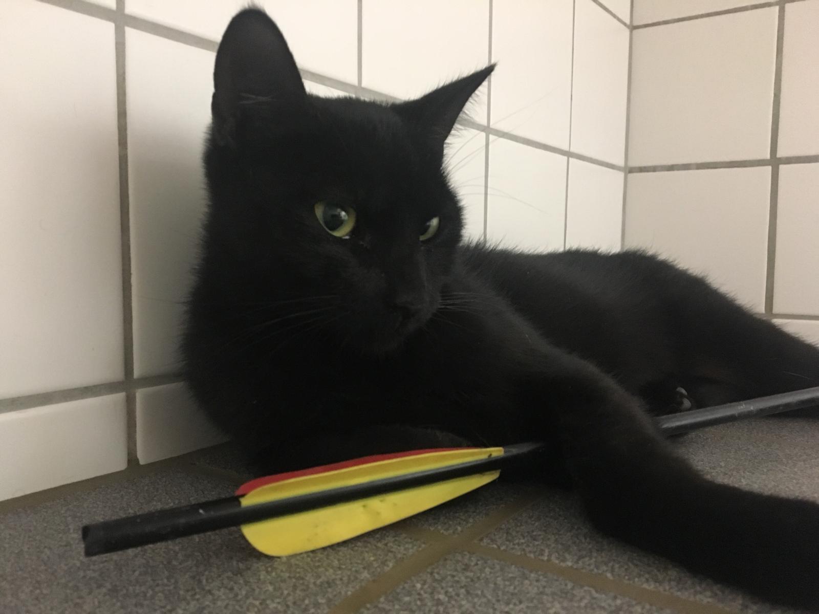 Übel, einfach nur übel, was der Katze angetan wurde.