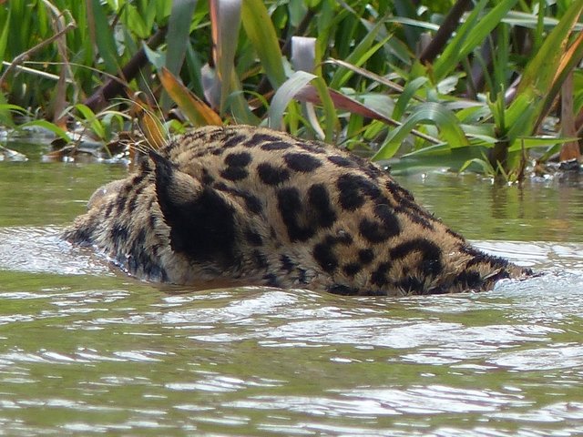 schwimmendes Jaguar Männchen, auf der Jagd nach Kaimanen und Wasserschweinen hat der so ein paar hundert Meter zurückgelegt