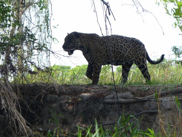 das Jaguar-Männchen ist an Land gegangen