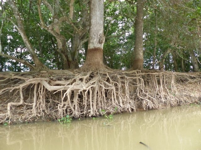 der jährliche Wechsel zwischen Hoch- und Niedrigwasser bringt bizarre Formen hervor