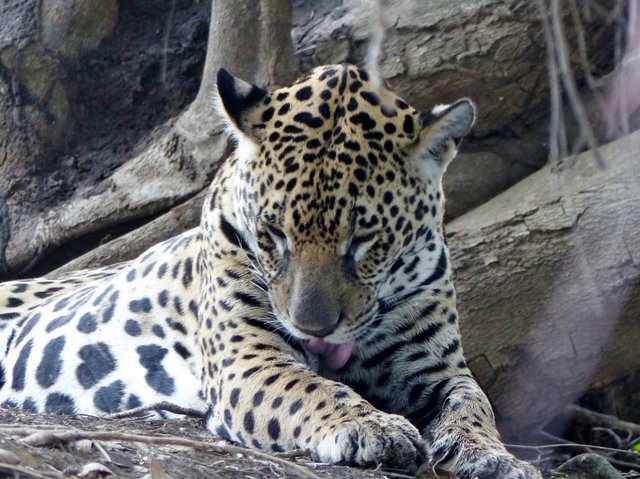 dieses Männchen ist eines der stärksten im Gebiet des Rio Tres Irmaos und wird seit Jahren beobachtet