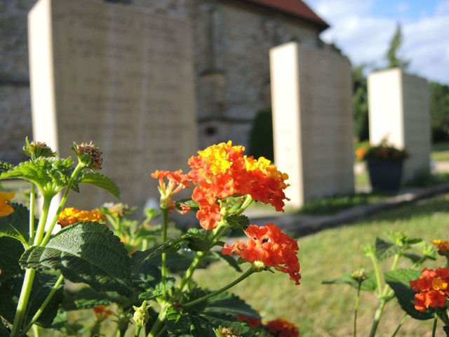 Grabstelen auf dem Alten Friedhof Rheine-Mesum.
Foto: LWL/Rettinghausen
