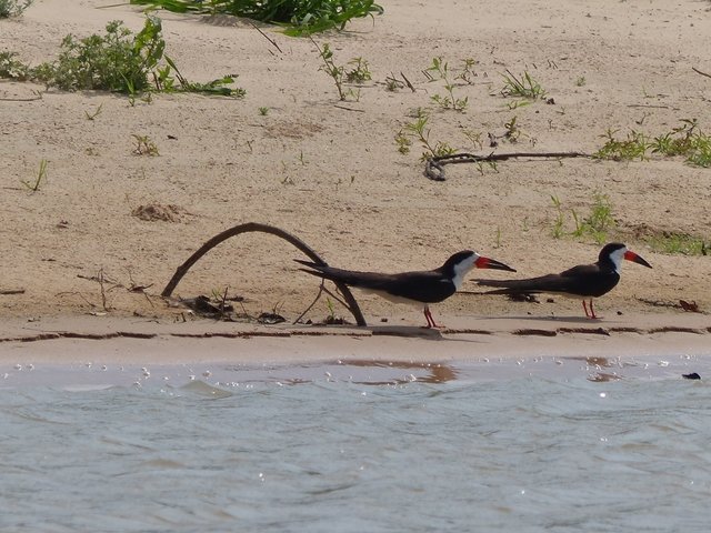 erstes Highlight: Scherenschnäbel