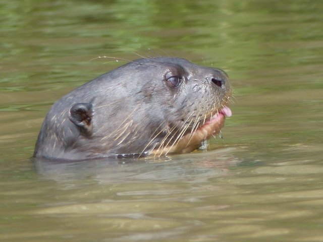 Riesenotter nach erbeutetem Wels