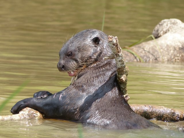 Riesenotter