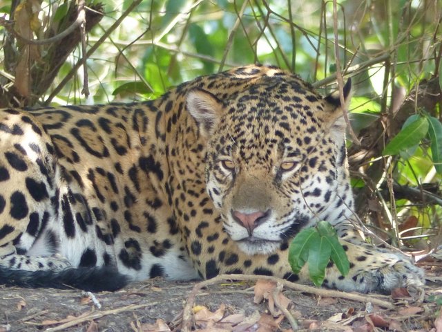 müde halt, die gut 40 Grad im Schatten machen keinem das Leben leicht