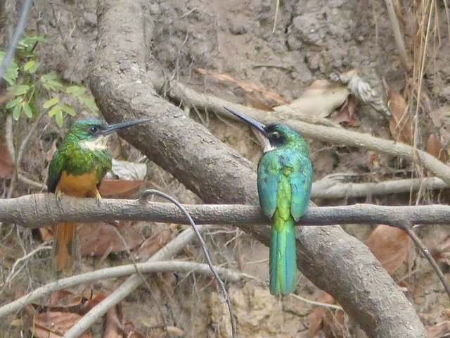 ein Pärchen Rotschwanz-Glanzvögel (nahe Verwandte von Eisvögeln und Bienenfressern)
