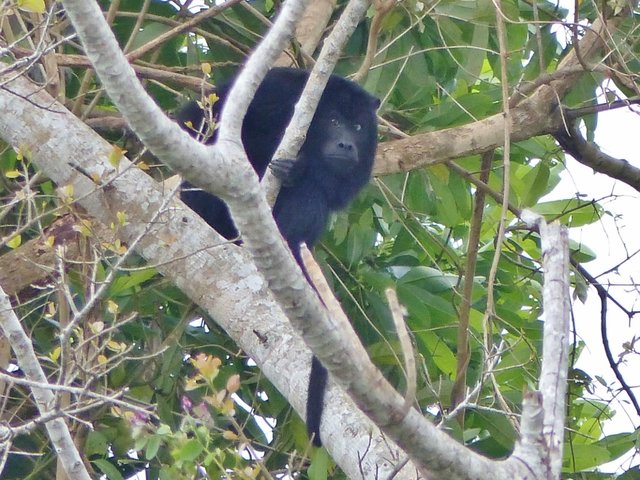 Brüllaffe auf dem Weg zum Fluß