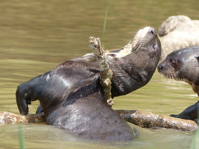 die Riesenottern sind satt und kuscheln