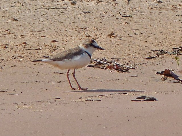 Schlankschnabel-Regenpfeifer
