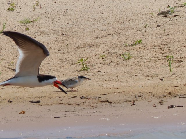fliegender Scherenschnabel vor der Amazonasseeschwalbe