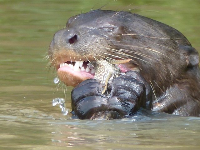 Riesenotter mit erbeutetem Wels