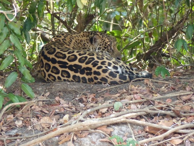 ruhendes Jaguar Weibchen