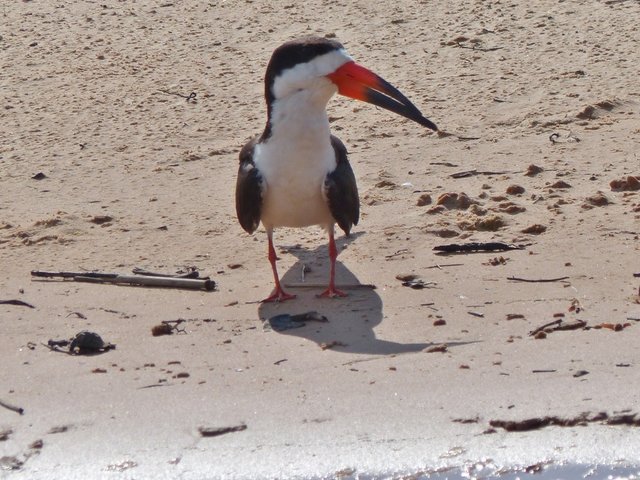 wir kommen wieder an den Sandbänken bei den Scherenschnäbeln vorbei