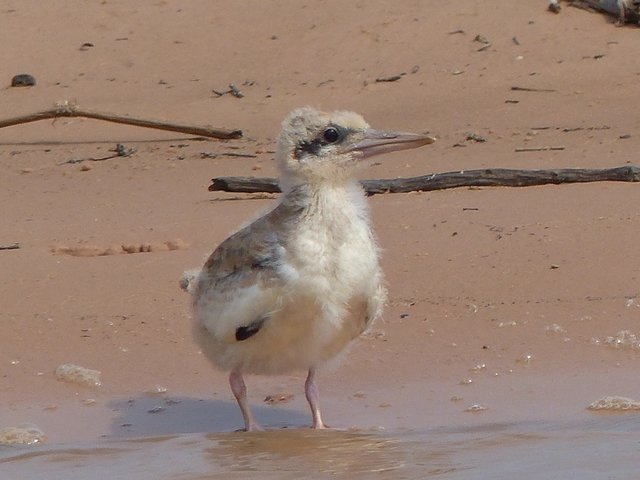 Küken der Großschnabelseeschwalbe