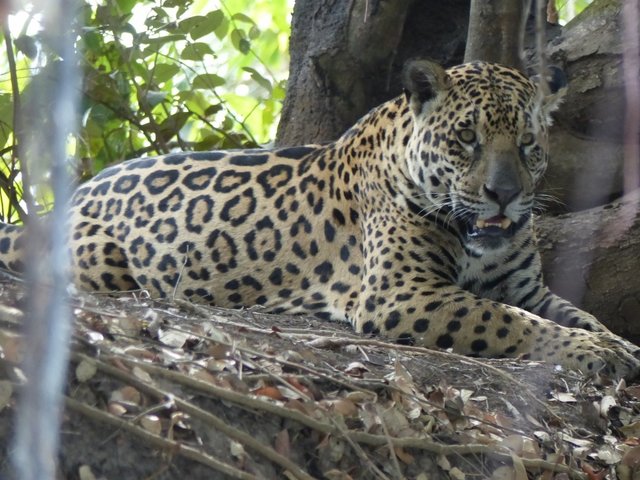 als wir nachmittags mit dem Boot umkehren hat sich auch das Jaguar-Männchen zum Ruhen in den Schatten gelegt