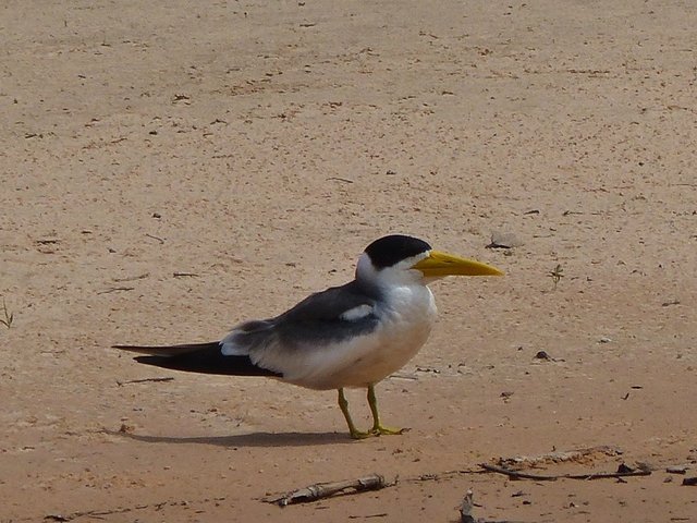 Großschnabelseeschwalbe