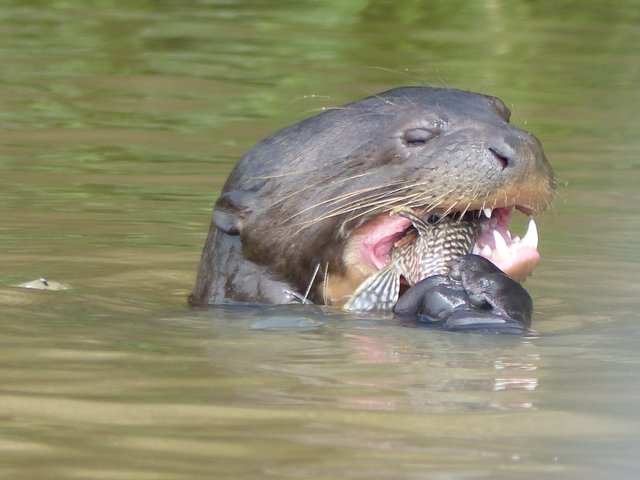 Riesenotter mit erbeutetem Wels