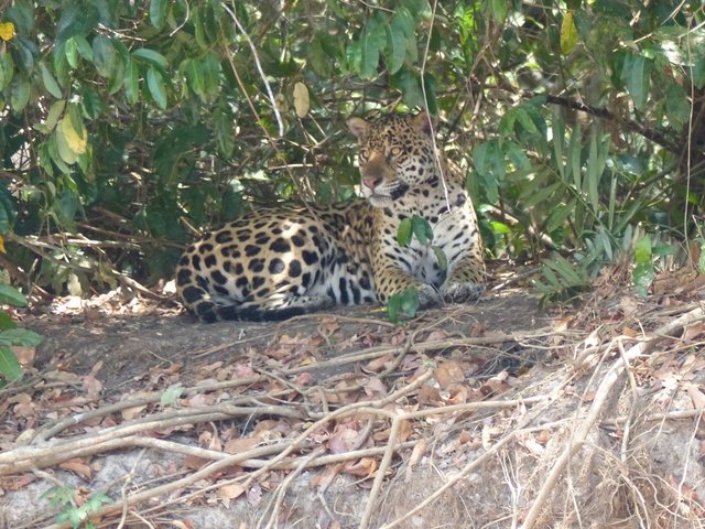 die Jaguare sind den Menschenauflauf gewöhnt, nur schwimmen sollte man hier nicht, da die Jaguare im Wasser Beute machen