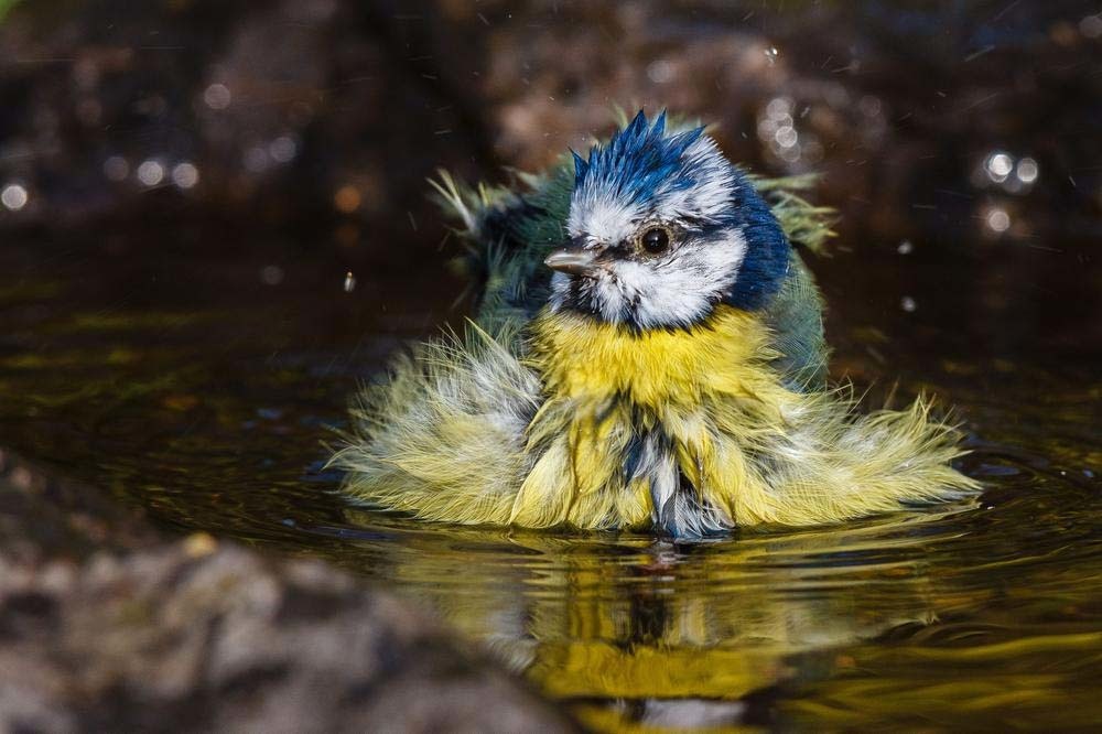 Vogelbad