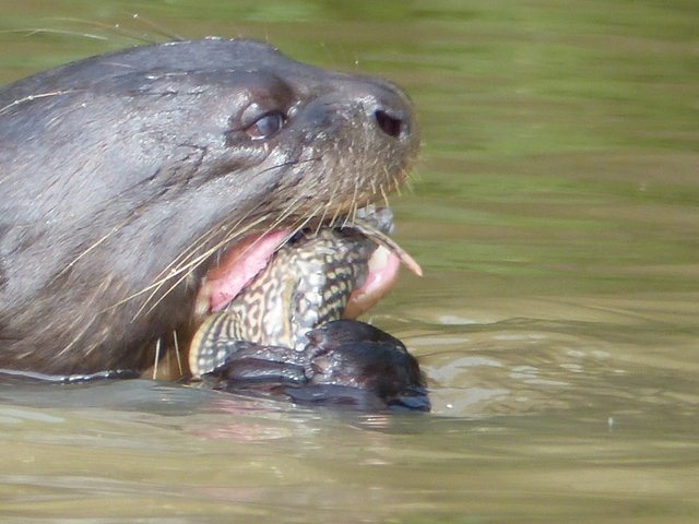 Riesenotter mit erbeutetem Wels