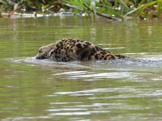 schwimmendes Jaguar Männchen