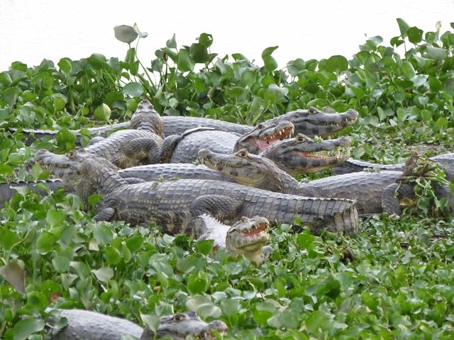 Brillenkaimane sind hier sehr häufig