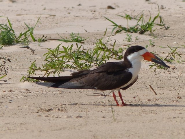 es sind sehr beeindruckende Vögel, die im Tiefflug mit ihrem verlängerten Unterschnabel das Wasser durchpflügen und so Fische erbeuten