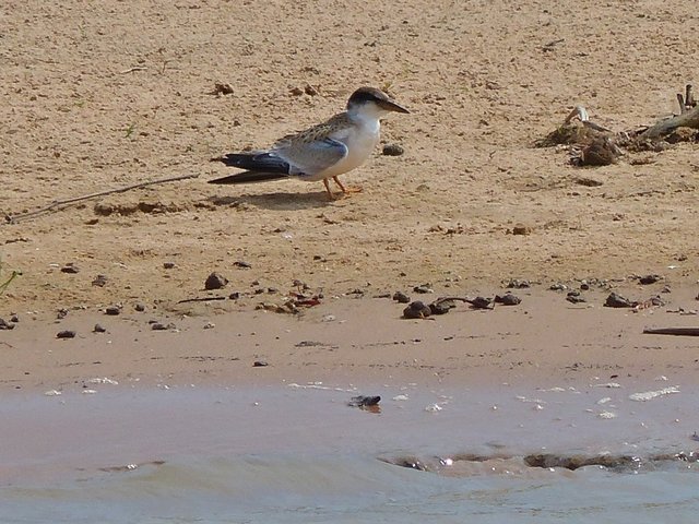 junge Amazonasseeschwalbe