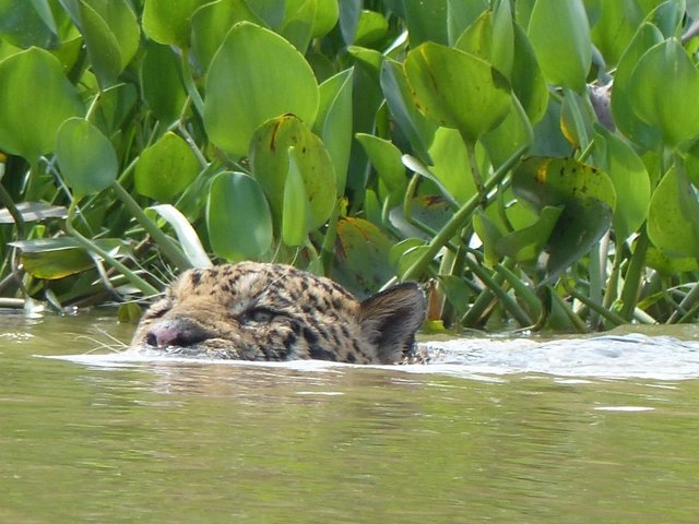 direkt gegenüber der Riesenottern ein schwimmendes Jaguar Männchen
