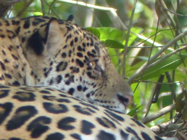 ruhendes Jaguar Weibchen