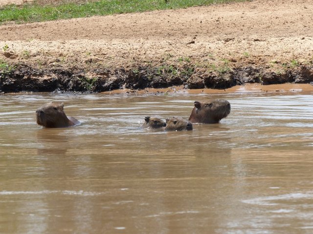 auch die Capybara-Familie hat sich ins Watter verzogen bei der Hitze