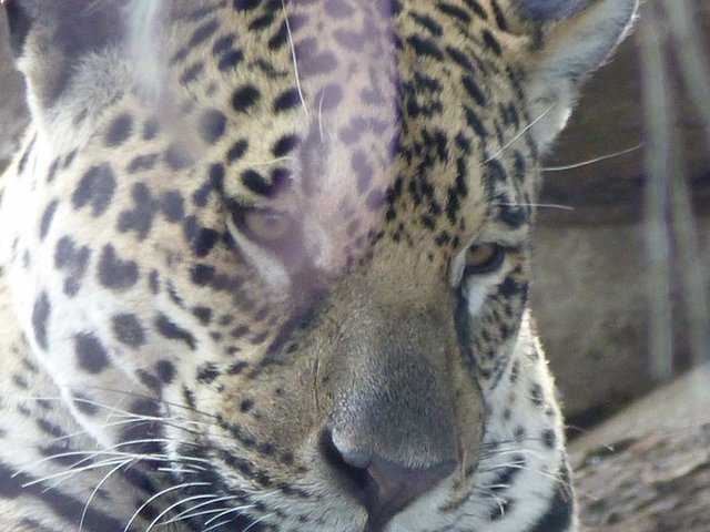 die Bootsführer kennen jeden Jagur an der individuellen Fellzeichnung