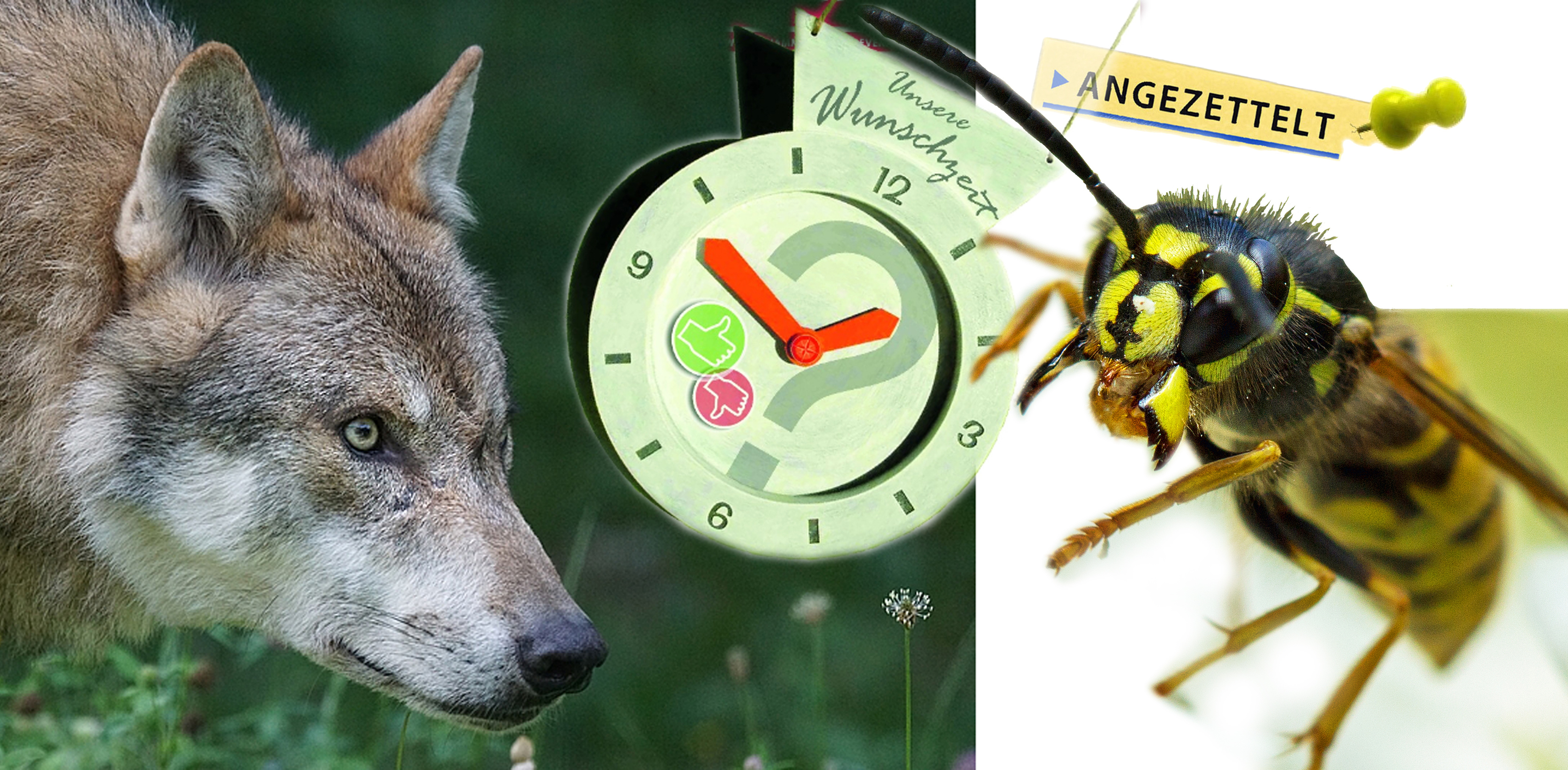 Was ist am schlimmsten? Der Wolf, die Wespen oder die Zeitumstellung? ^^