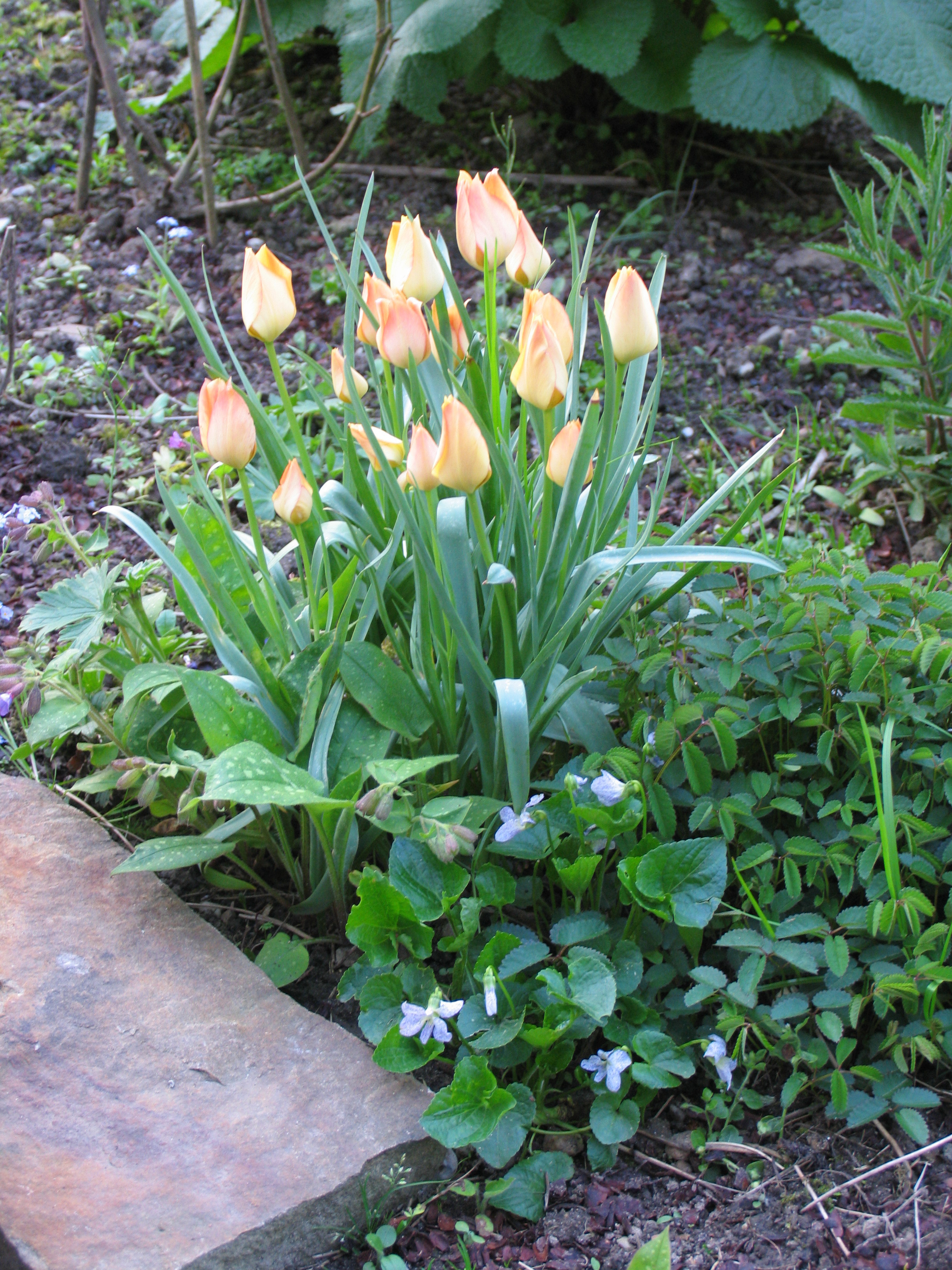 Botanische Tulpen eignen sich gut zum Verwildern.