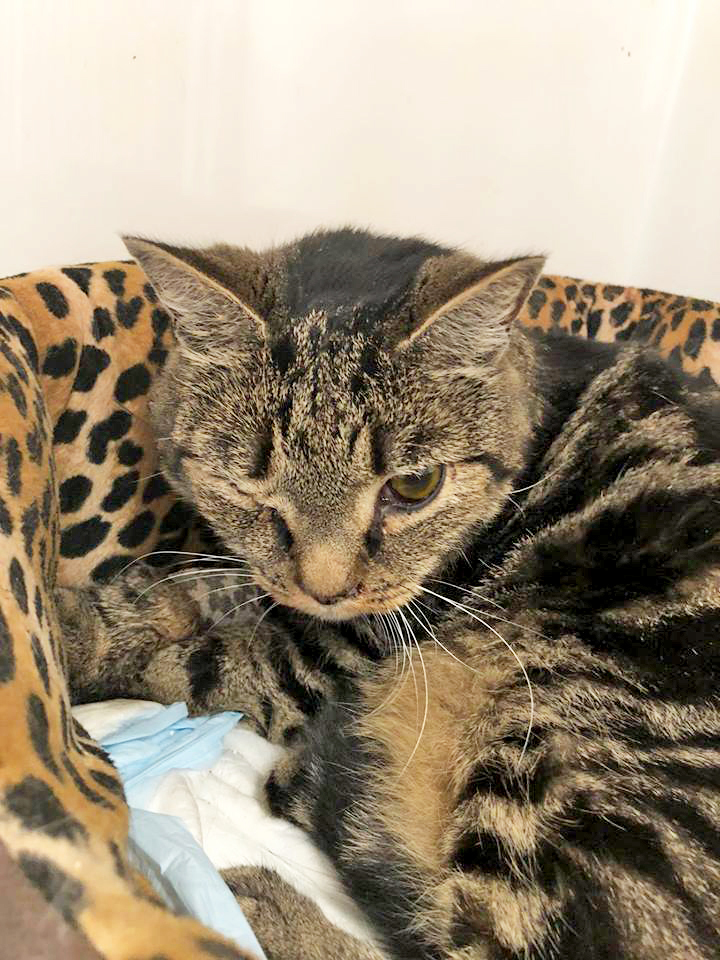 2324: Kater, kastriert; gefunden am 4. Oktober am Weidkamp in Borbeck; das Tier wurde angefahren und schwer verletzt, derzeit befindet es sich noch in stationärer Behandlung. Es wäre sehr schön, wenn sich der Besitzer meldet.