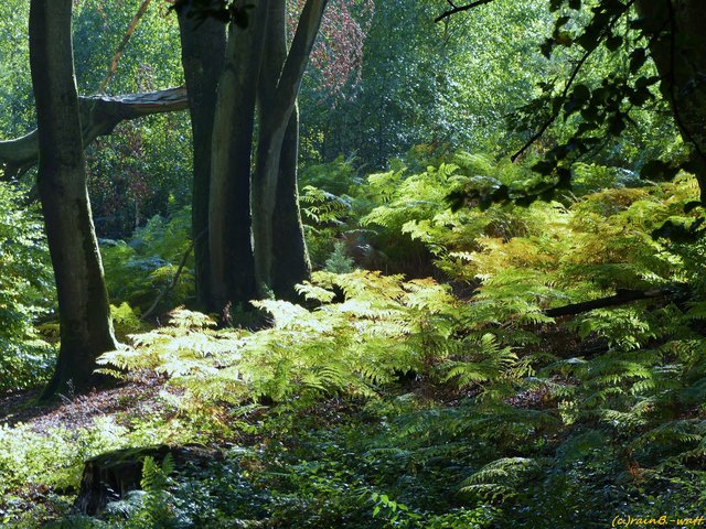 Foto: Rainer Bresslein