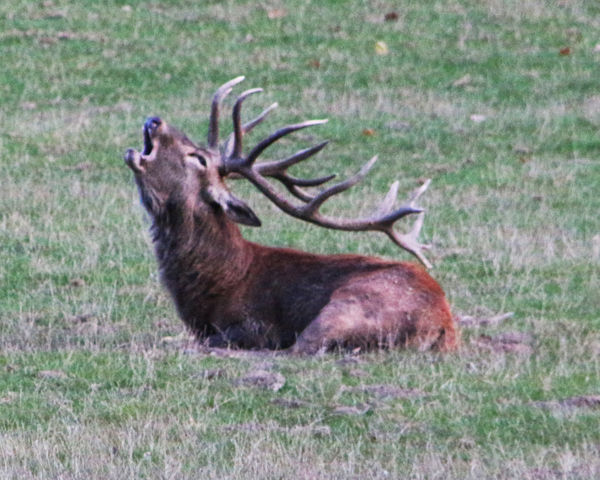 "König der Wälder": Das Röhren der Hirsche während der Brunft ist oft über Kilometer zu hören. Foto: Diana Ranke