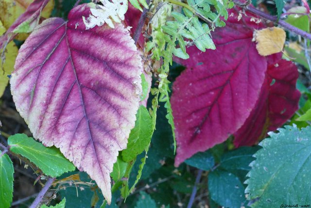 Foto: Rainer Bresslein